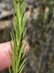 Osteospermum glabrum