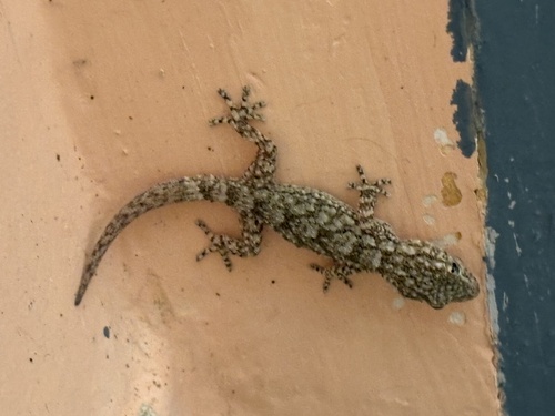 Moorish Gecko