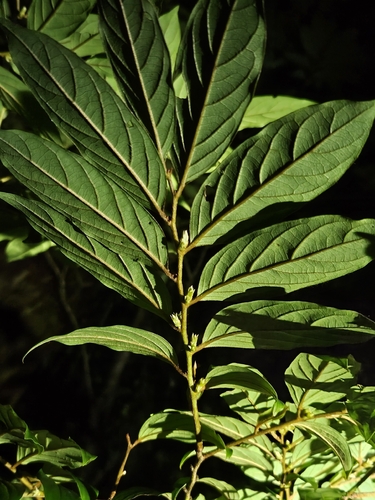 Diospyros cathayensis iNat (3)