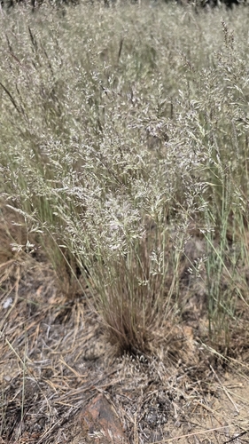 Gray Hairgrass