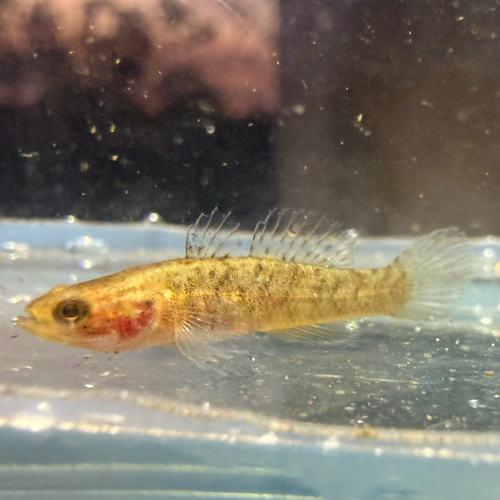 Poreless gudgeon (Oxyeleotris nullipora) — Eleotridae — 3