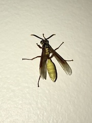 Apoica pallens image