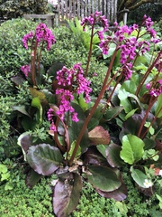 Bergenia crassifolia