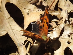 Polygonia interrogationis