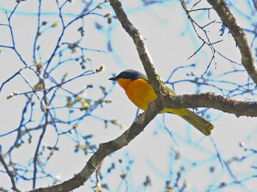 iNaturalist image