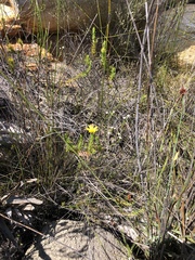 Osteospermum glabrum