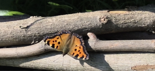 Large Tortoiseshell