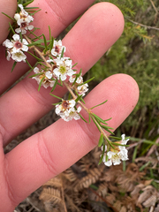 Taxandria juniperina
