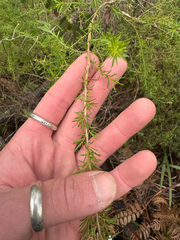 Taxandria juniperina, photograph (c) Tyler Anthony, some rights reserved (CC BY)