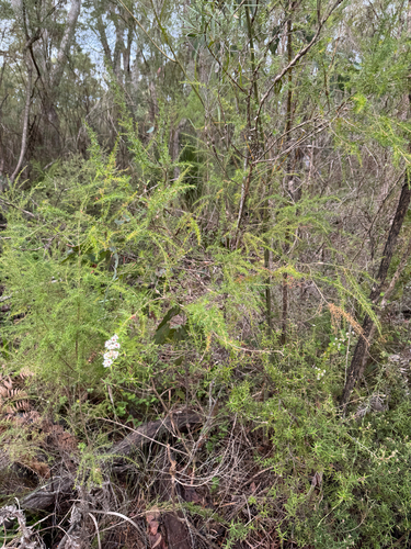 Taxandria juniperina, photograph 3
