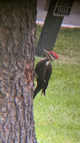 Pileated Woodpecker photographed in Maryland