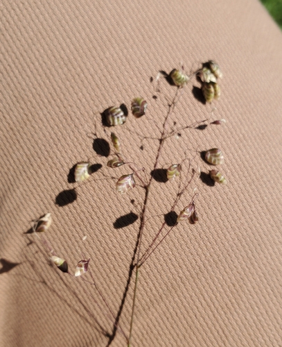 Quaking-grass