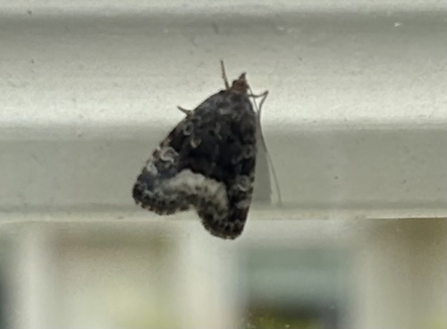 Marbled White-spot