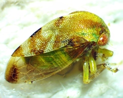 Cyrtolobus togatus