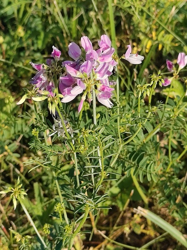 purple crownvetch