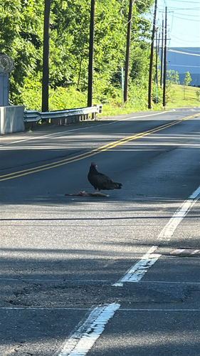 Turkey Vulture
