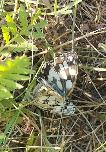 Marbled White
