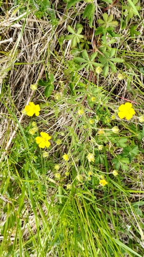 Potentilla thuringiaca, photograph 2