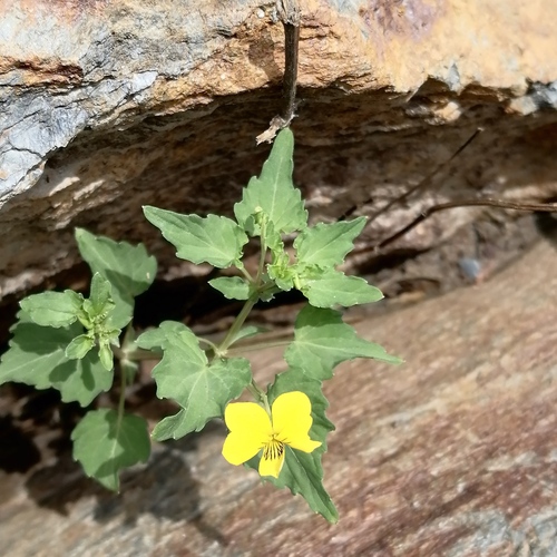 Viola delavayi observed 2026-06-12
