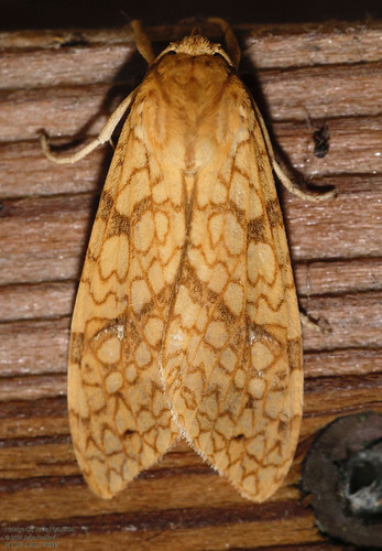 Santa Ana Tussock Moth photo 6