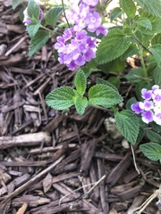 Lantana montevidensis