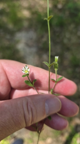 Common mouse-ear chickweed