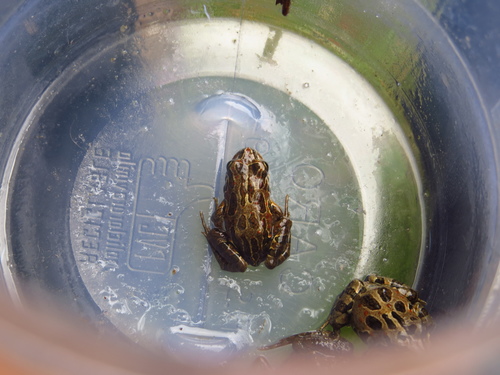 Pleurodema thaul