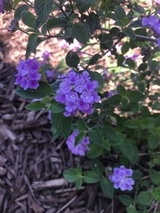 Lantana montevidensis