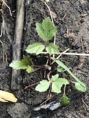 Cardamine diphylla