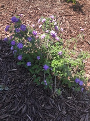 Lantana montevidensis