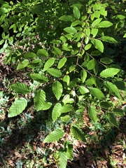 Carpinus caroliniana image