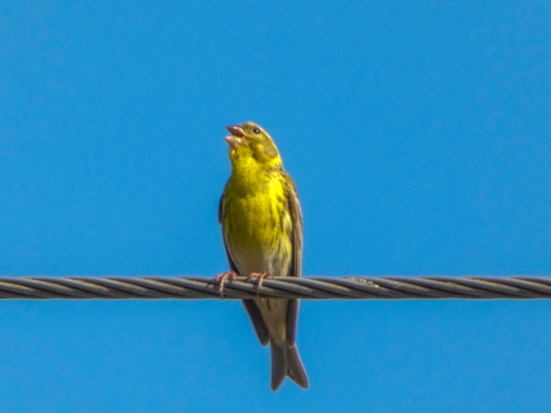 European Serin