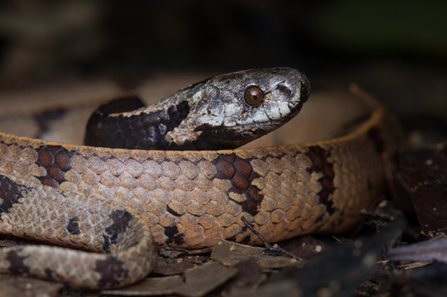 Bornean dark-necked slug snake