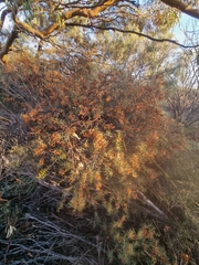 Acacia colletioides, photograph (c) Malcolm Simard, some rights reserved (CC BY)