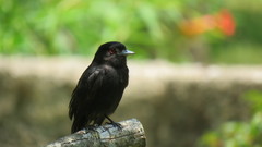 Knipolegus cyanirostris