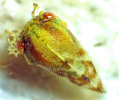 Cyrtolobus togatus