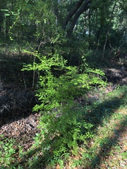 Carpinus caroliniana image