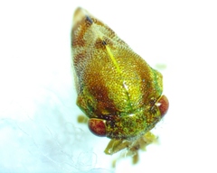 Cyrtolobus togatus