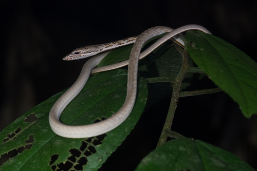 Ahaetulla fasciolata, 2026-02-08