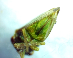 Cyrtolobus togatus