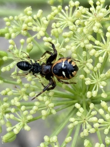 Napoleon Spider