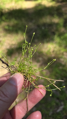 Procumbent Pearlwort