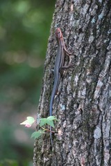 Plestiodon