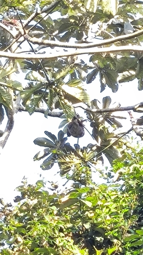 Southern Atlantic Forest Three-toed Sloth