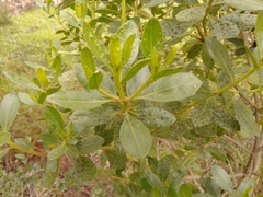 Baccharis macrantha