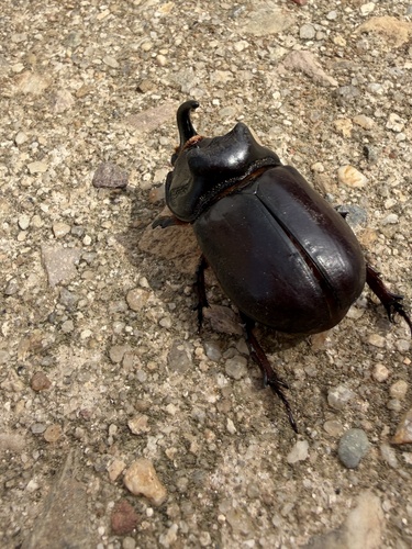 Iberian rhinoceros beetle