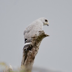 Buteo nitidus image
