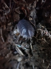 Porcellio laevis