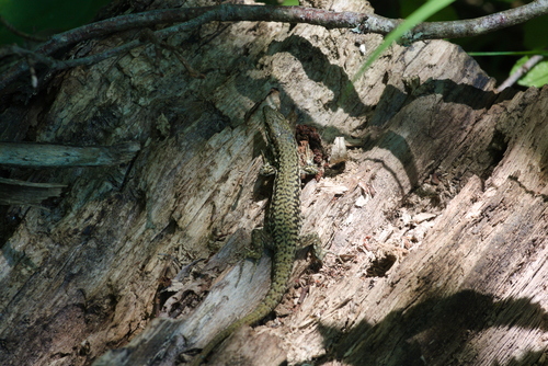 Common Wall Lizard
