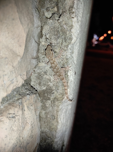 Moorish Gecko